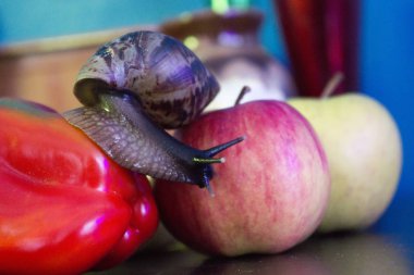 Dev salyangoz Apple'dan tatlı biber için tarar.