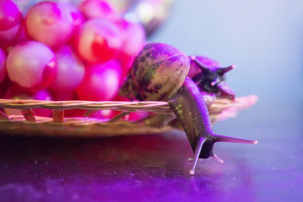 Dwa ślimaki na talerzu wiklina winogron — Zdjęcie stockowe