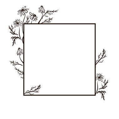 el çizilmiş papatya çiçeği Sketch vintage tarzı. Tasarım şablonu. Vektör çizimi