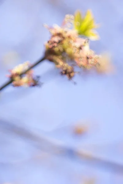 Unfocused Acer negundo flowering tree branches, amazing green red flowers in bloom, sprintime season, close up detail view — стоковое фото