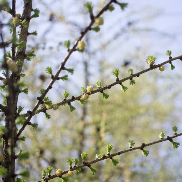 Small cones on a fir branch