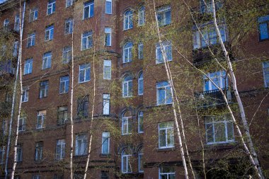 Huş dalları üzerinde Yung küpe ve liaves, kırmızı bir arka plan üzerinde sonbaharda closeup fotoğraf.