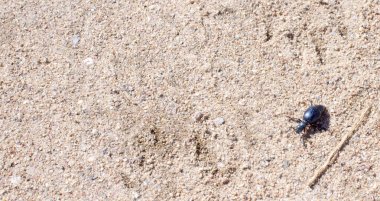 Sund üzerinde zemin böceği, makro fotoğraf