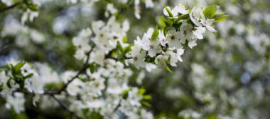 Bahar çiçekleri: parkta çiçek açan elma ya da kiraz dalları. Elma ağacının beyaz çiçekleri ya da doğanın arka planında kiraz..
