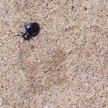 Sund üzerinde zemin böceği, makro fotoğraf