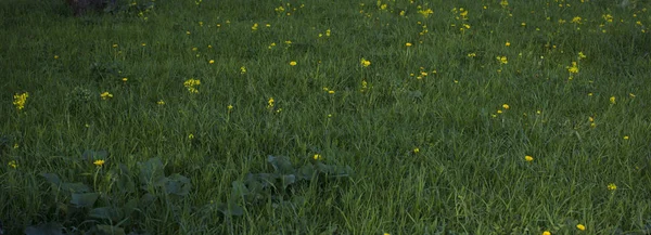 Gelbe Löwenzahnblüten auf grünem Gras als Hintergrund. — Stockfoto