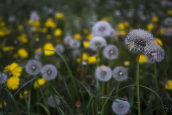 White and yellow dandelions among the grass — Stock Photo, Image