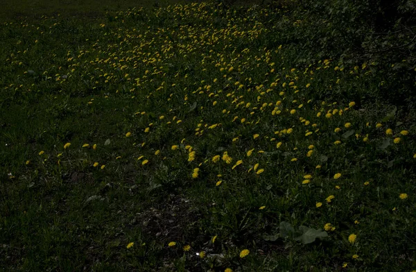 Gul maskros blommor på grönt gräs som bakgrund. — Stockfoto