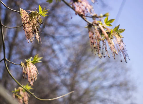 Acer jasanolistý kvetoucí větve stromů, úžasné zelené květiny v květu, období posypení, detailní zobrazení zaostřená — Stock fotografie
