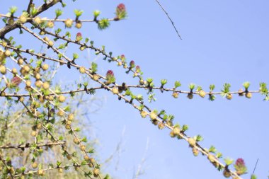 Bir köknar şube üzerinde küçük koni
