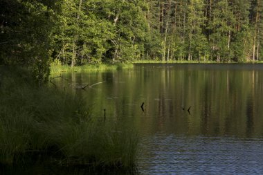 Çamlar arasında küçük bir dere. Karelia, Rusya Federasyonu