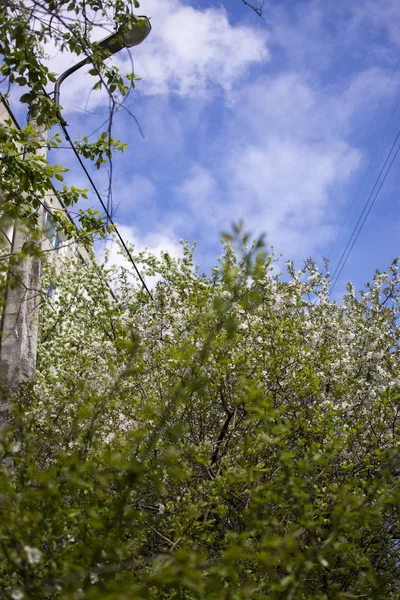 Весенний расцвет: ветви цветущего яблока или вишни в парке. Белые цветы яблони или вишни на фоне природы . — стоковое фото