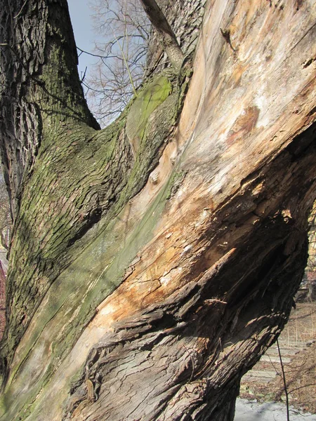 Το σκαθάρι του ευρωπαϊκού φλοιού ερυθρελάτης. Ίχνη παρασίτων σε φλοιό δέντρου — Φωτογραφία Αρχείου