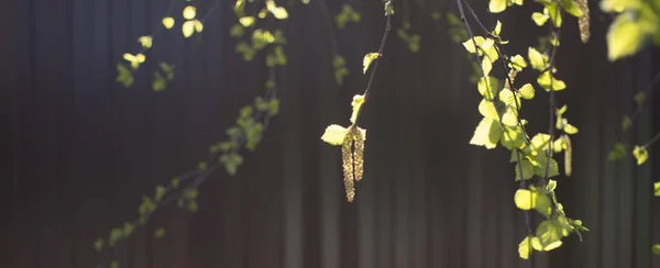 Yung oorbellen en liaves op berken takken, close-up foto in de herfst op een rode achtergrond. — Stockfoto