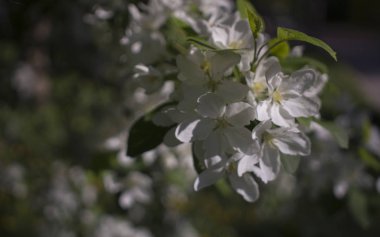 Elma ağaçları çiçek verir. Bir bitkinin tohum taşıyan parçası, genellikle parlak renkli taç yapraklarıyla çevrili üreme organlarından oluşur.