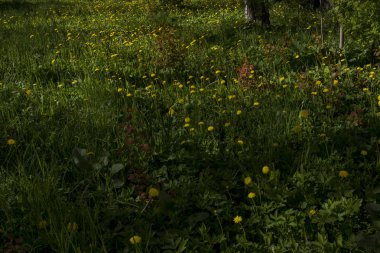 Arkaplan olarak yeşil çimlerde sarı karahindiba çiçekleri.