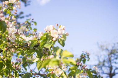 Elma ağaçları çiçek verir. Bir bitkinin tohum taşıyan parçası, genellikle parlak renkli taç yapraklarıyla çevrili üreme organlarından oluşur.