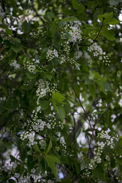 Gros plan sur la cerise d'oiseau. Cerisier au printemps. — Photo