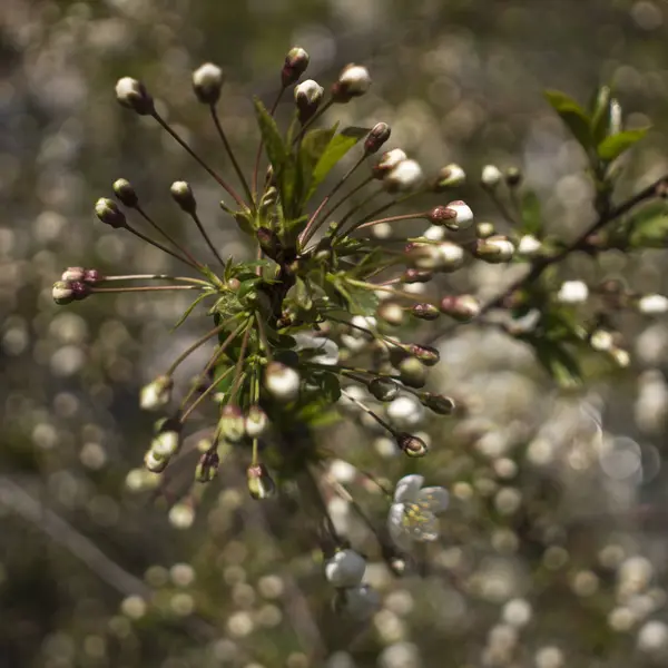 Jarní květ: větve kvetoucího jablka nebo třešně v parku. Bílé květy jabloně nebo třešně na pozadí přírody. — Stock fotografie