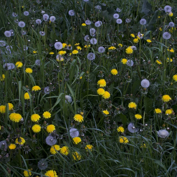 Dentes-de-leão brancos e amarelos entre a grama — Fotografia de Stock