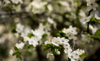 Bahar çiçekleri: parkta çiçek açan elma ya da kiraz dalları. Elma ağacının beyaz çiçekleri ya da doğanın arka planında kiraz..