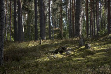 çam ağaçları arasında yosun. Karelia, Rusya Federasyonu
