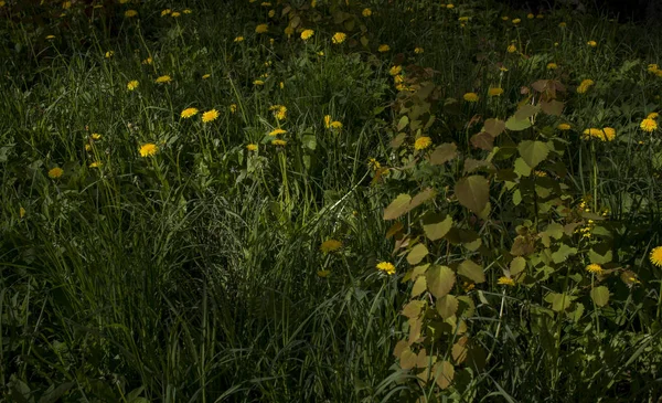 Gul maskros blommor på grönt gräs som bakgrund. — Stockfoto