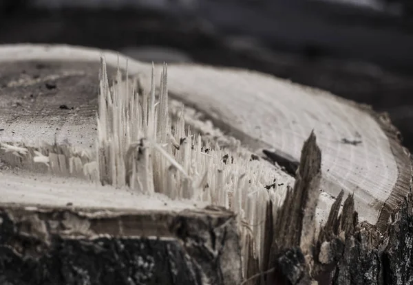 Textura de madera. La textura del árbol es marrón claro, aserrado, astilla. Contexto — Foto de Stock