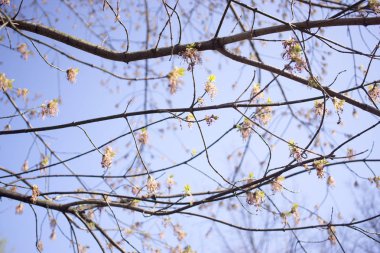 Acer dişbudak çiçekli ağaç dalları, Bloom şaşırtıcı yeşil kırmızı çiçekler, sprintime sezon, çekim detay görünümü
