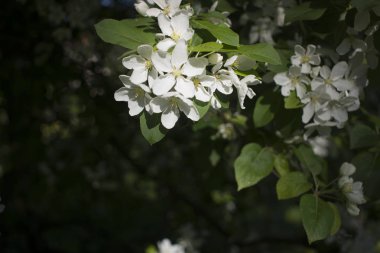 Elma ağaçları çiçek verir. Bir bitkinin tohum taşıyan parçası, genellikle parlak renkli taç yapraklarıyla çevrili üreme organlarından oluşur.