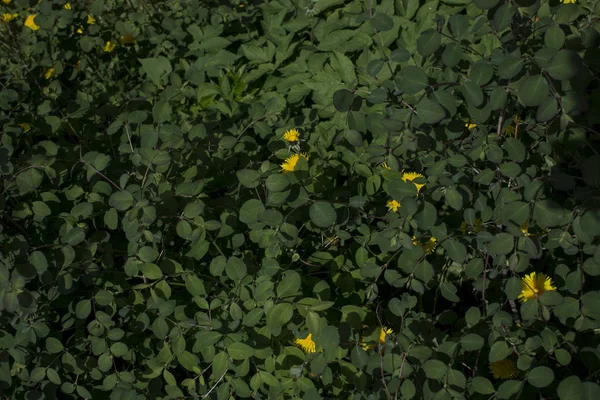 緑の草の上に黄色いタンポポの花を背景に. — ストック写真