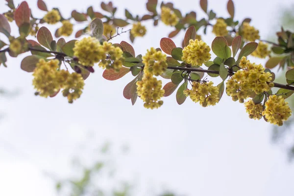 Jemné ohnisko krásných jarních květů Berberis rozšířily atropurpurea kvete. Makro droboučkých žlutých květů dřišťálu na pozadí elegantního purpurového olistění. Koncepce přírody pro navrhování. — Stock fotografie