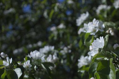 Elma ağaçları çiçek verir. Bir bitkinin tohum taşıyan parçası, genellikle parlak renkli taç yapraklarıyla çevrili üreme organlarından oluşur.