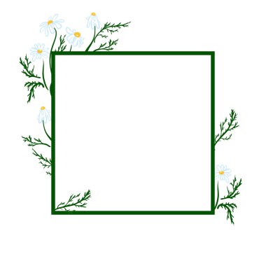 el çizilmiş papatya çiçeği Sketch vintage tarzı. Tasarım şablonu. Vektör çizimi