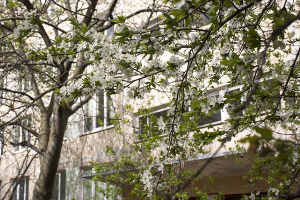 Bahar çiçekleri: parkta çiçek açan elma ya da kiraz dalları. Elma ağacının beyaz çiçekleri ya da doğanın arka planında kiraz..