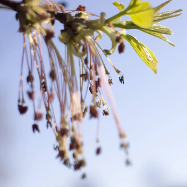 Acer jasanolistý kvetoucí větve stromů, úžasné zelené květiny v květu, období posypení, detailní zobrazení zaostřená — Stock fotografie