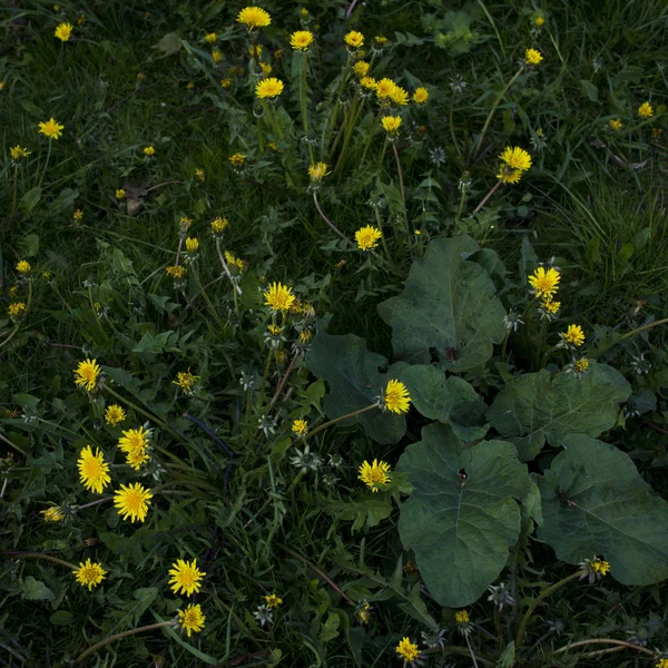 Gul maskros blommor på grönt gräs som bakgrund. — Stockfoto