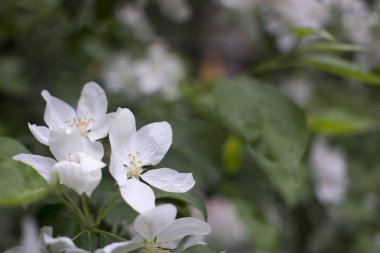 Elma ağaçları çiçek verir. Bir bitkinin tohum taşıyan parçası, genellikle parlak renkli taç yapraklarıyla çevrili üreme organlarından oluşur.