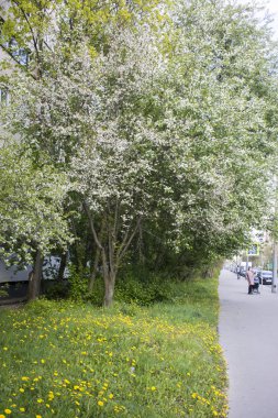 Kuş vişneli yakın plan. Baharda kiraz ağacı.