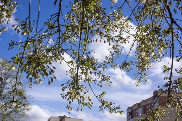 Весенний расцвет: ветви цветущего яблока или вишни в парке. Белые цветы яблони или вишни на фоне природы . — стоковое фото