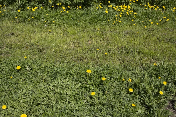 Žlutá pampeliška květiny na zelené trávě jako pozadí. — Stock fotografie