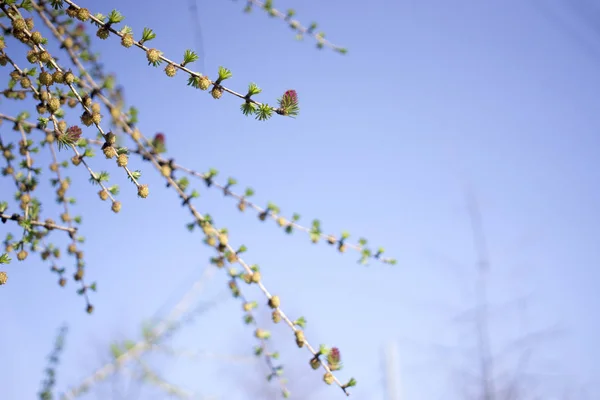 Small cones on a fir branch