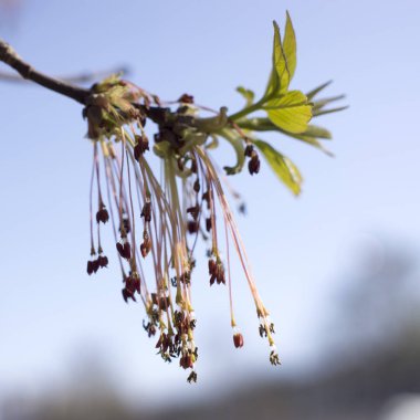 Acer dişbudak çiçekli ağaç dalları, Bloom şaşırtıcı yeşil kırmızı çiçekler, sprintime sezon, çekim detay görünümü