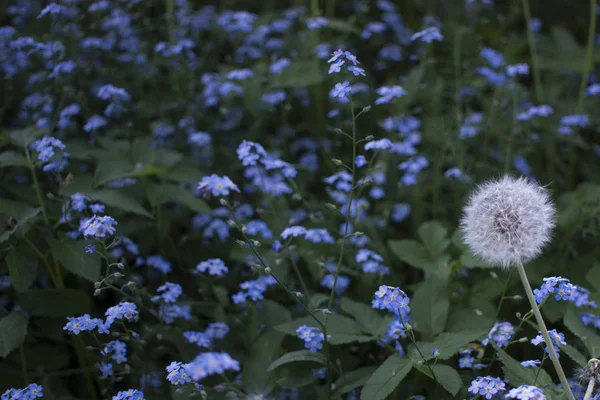 Close-up van mooie licht paarse Vergeet me nots Myosotis lente bloemen op groene achtergrond — Stockfoto