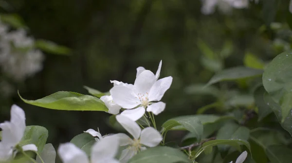 Fleurs de pommiers. la partie portant des graines d'une plante, constituée d'organes reproducteurs qui sont généralement entourés d'une corolle aux couleurs vives provenant des pétales — Photo