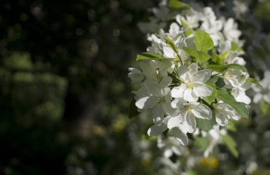 Elma ağaçları çiçek verir. Bir bitkinin tohum taşıyan parçası, genellikle parlak renkli taç yapraklarıyla çevrili üreme organlarından oluşur.