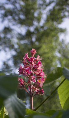 Pembe kestane ağacı çiçekleri.