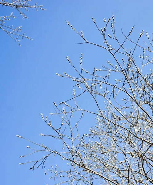 Koncept Palmové neděle, Kvetoucí vrbová větev Verba květiny v jarním lese. — Stock fotografie