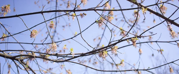 Acer negundo ανθοφορία κλαδιά δέντρων, καταπληκτικό πράσινο κόκκινα λουλούδια σε άνθιση, σπρετς σεζόν, κοντινό πλάνο λεπτομέρεια θέα — Φωτογραφία Αρχείου