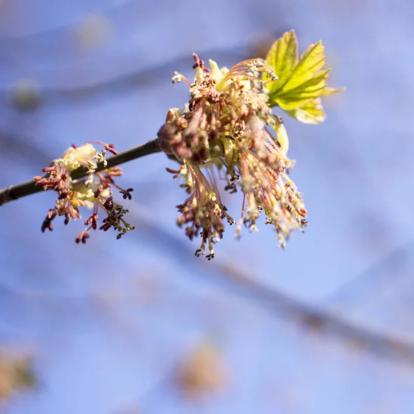 Acer jasanolistý kvetoucí větve stromů, úžasné zelené květiny v květu, období posypení, detailní zobrazení zaostřená — Stock fotografie